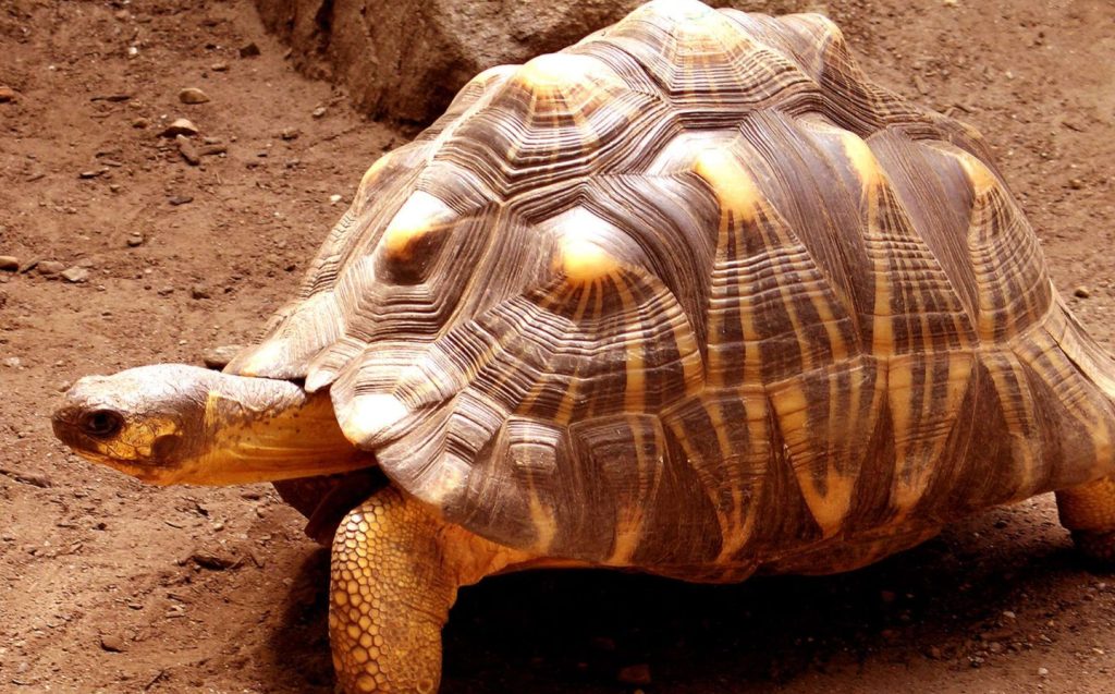 Tortue étoilée