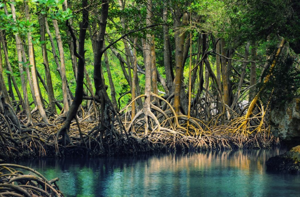 Mangroves