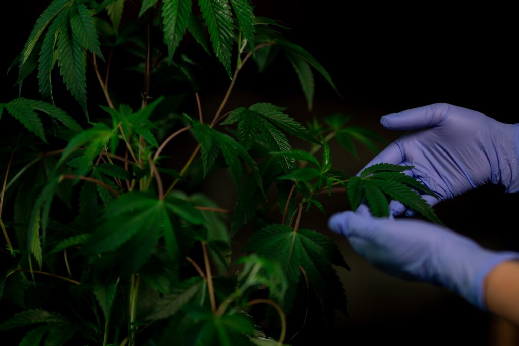 mains avec gants bleu tenant une feuille de cannabis
