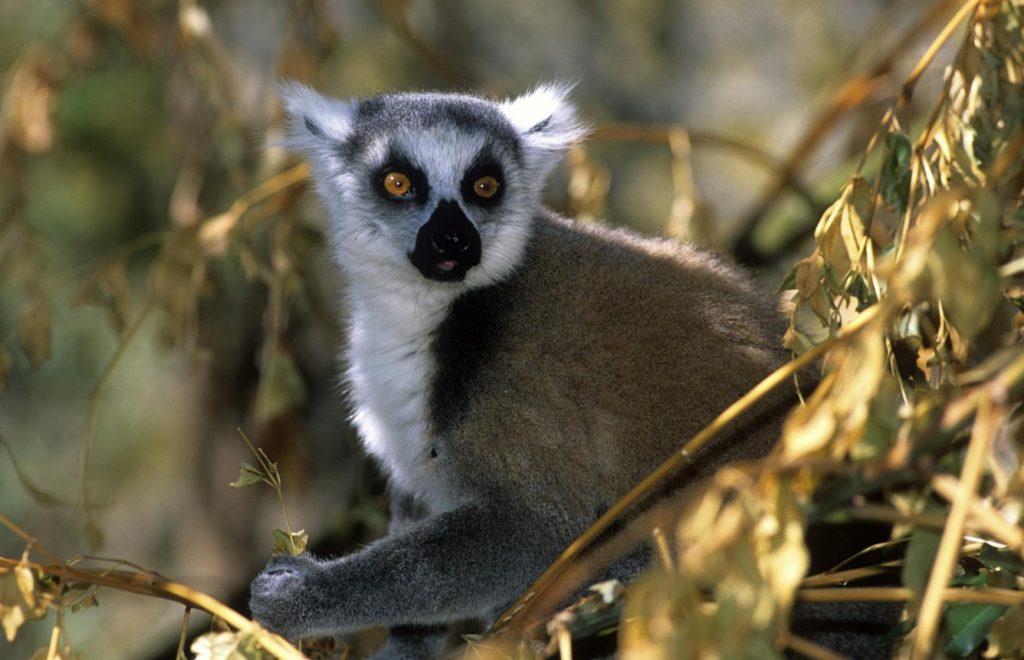 parc isalo lémuriens madagascar