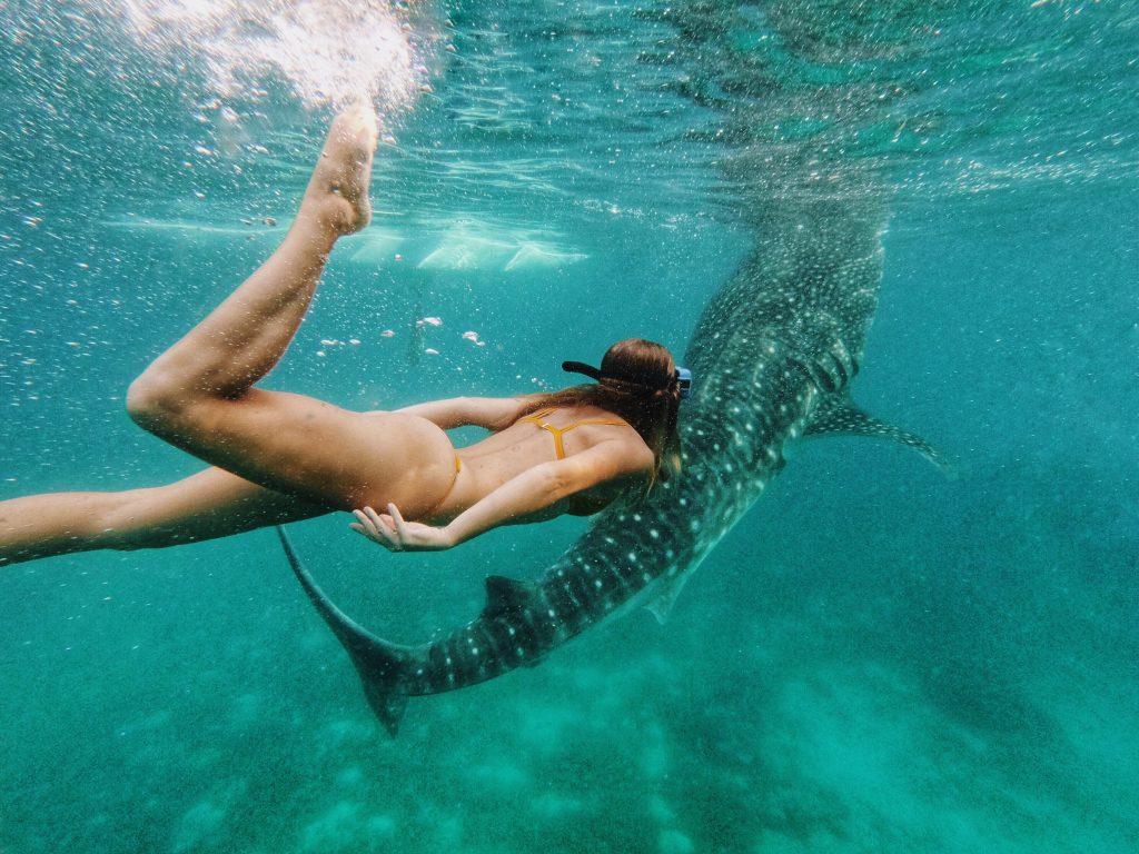 Femme nageant avec les requins-baleines